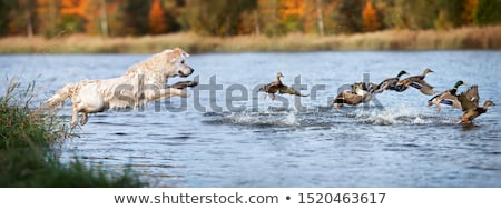 [[stock_photo]]: Hunting Dog In Pond