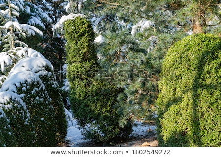ストックフォト: Snow Covered Branches Of A Tree Under Blue Sky