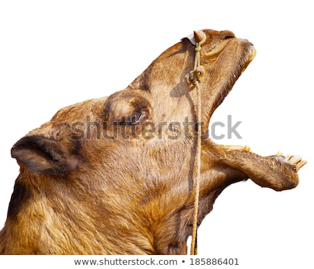 [[stock_photo]]: Camel Screaming With Rope In Mouth