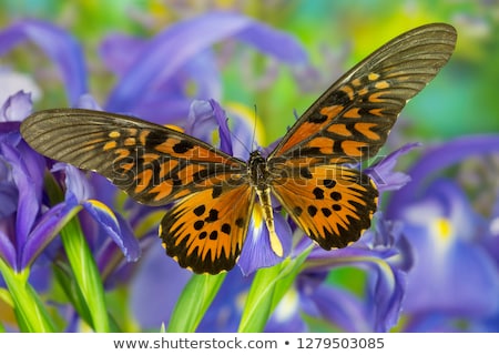 Foto stock: Giant African Swallowtail - Papilio Antimachus
