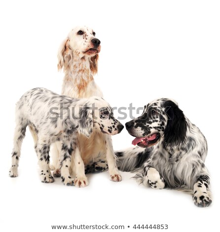 Stock foto: Three English Setters In A White Photo Background