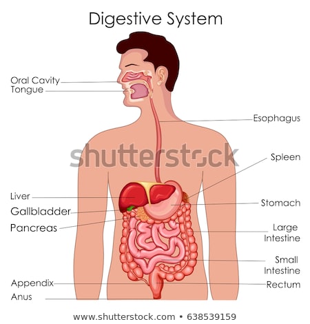 ストックフォト: Human Anatomy Digestive System Tract Diagram