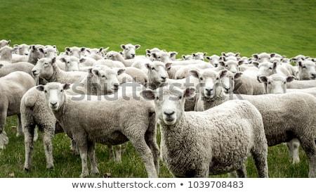 Foto d'archivio: A Group Of Sheep In Field