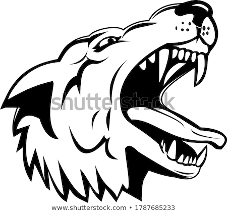 Stock foto: Head Of An Aggressive And Angry Gray Wolf Grey Wolf Low Angle Mascot Black And White
