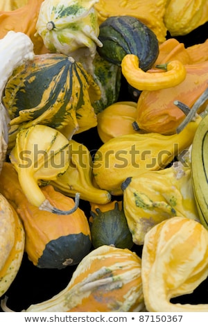 Lots Of Various Curcurbits Stock fotó © PRILL