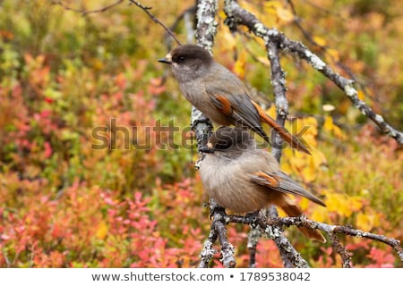 Stok fotoğraf: Autumn Trail