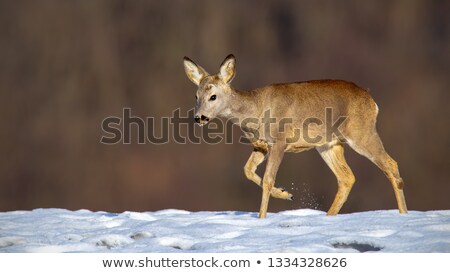 Stok fotoğraf: Roe Deer Searching For Food