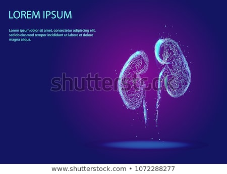 Stockfoto: Human Kidney In Abstract Background