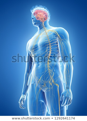 Stockfoto: 3d Rendered Illustration - Male Nerve System