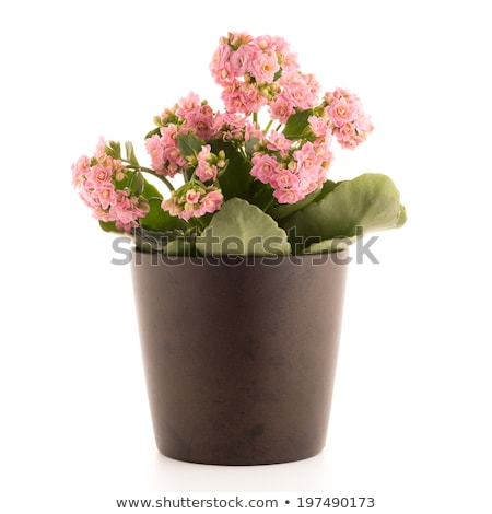 Kalanchoe Calandiva Flowers [[stock_photo]] © homydesign