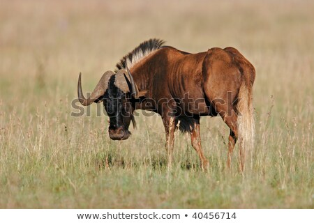 Stock photo: Black Wildebeest Connochaetes Gnou