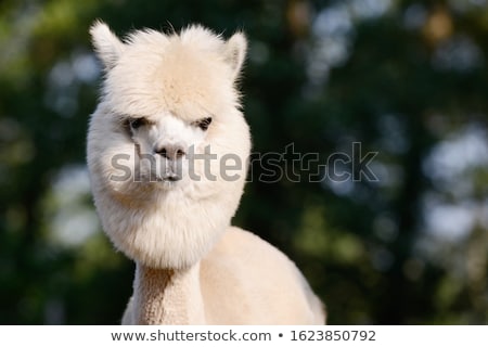 Stock photo: Alpaca Portrait