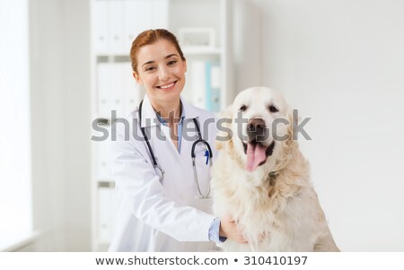 Stockfoto: Smiling Doctor Holding A Labrador