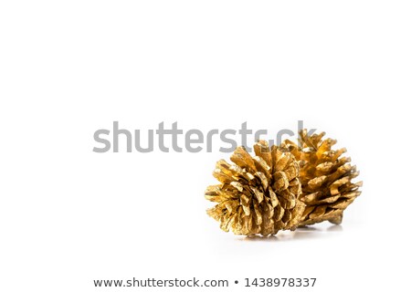 Zdjęcia stock: Evergreen Tree With Golden Cones