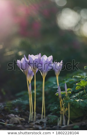 Stok fotoğraf: Crocus