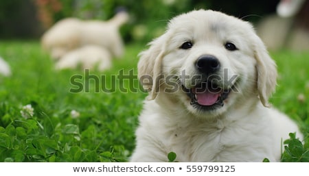 Stockfoto: Family In The Park With Golden Retriever