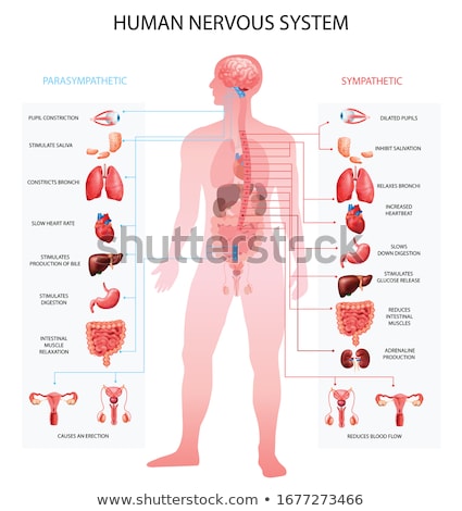 Foto d'archivio: Human Internal Organs Anatomy