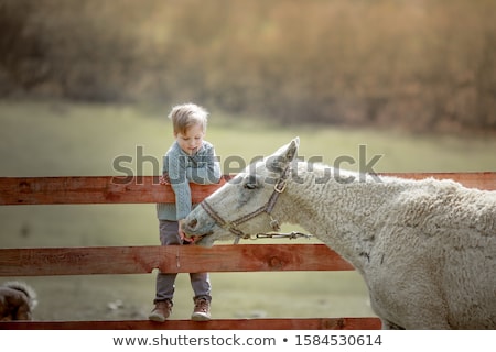 Stockfoto: A Child A School Age Boy On A Ranch Sits On A Wooden Fence And Feeds A Pony