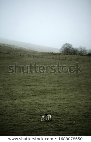 Stok fotoğraf: In The Foggy Field