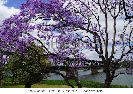 Stock photo: Flowers Of Blossom Tree