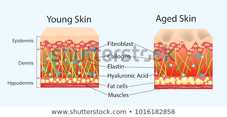 Сток-фото: Structure Of Fibroblast Cells