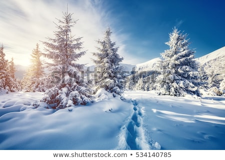 Stockfoto: Majestic White Spruces Glowing By Sunlight