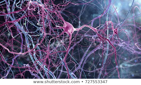 ストックフォト: Human Brain Closeup