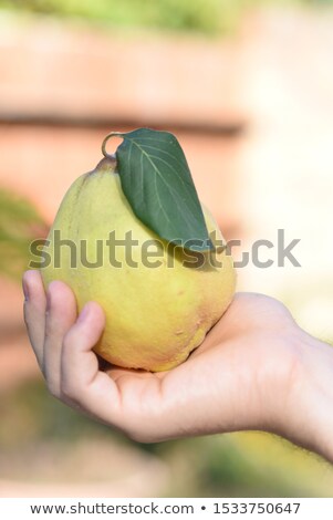 Stockfoto: Man With A Quince Fruit In His Hands