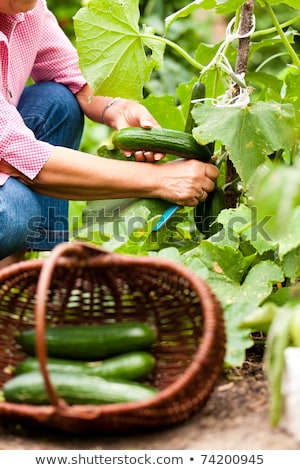 Woman Harvesting Cucumbers In Her Garden Stockfoto © Kzenon