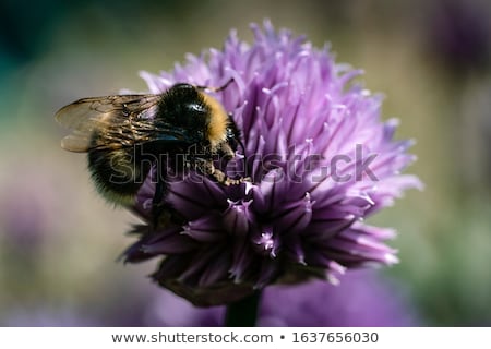 Stockfoto: Purple Chives Blossom Macro Photo