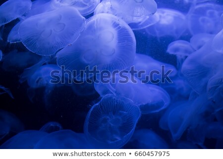 Stock photo: Sea Life In A Beautiful Illuminating Tank