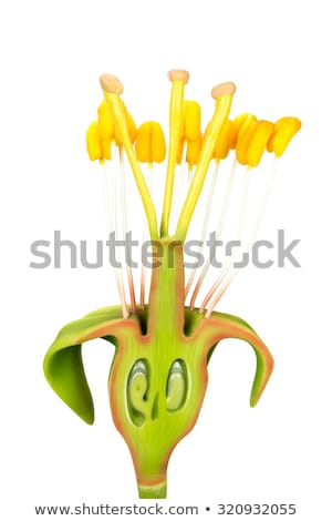 Stockfoto: Model Of Flower With Stamens And Pistils On White Background