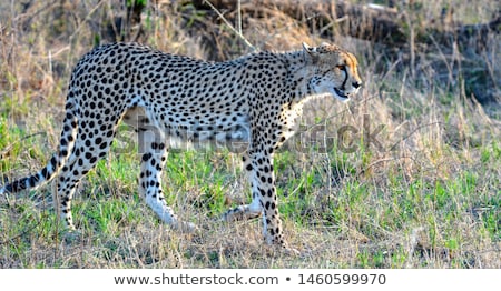 Stockfoto: Side Profile Of A Cheetah In The Kruger National Park