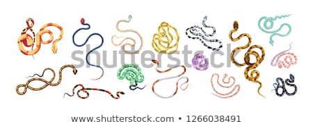 Foto stock: Different Type Of Wildlife Animals On White Background