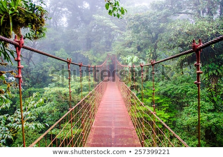 Foto stock: Rainforest Landscape In Monteverde Costa Rica