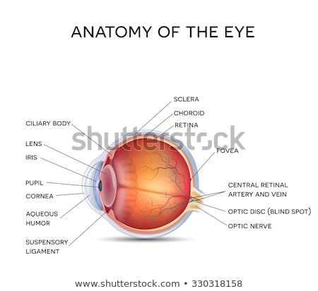 ストックフォト: Normal Eye Vision Detailed Anatomy Of The Healthy Eye