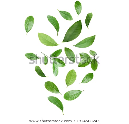 Foto stock: Fresh Tangerines With Leaves