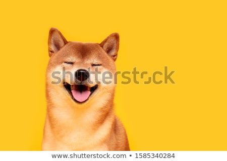 Stock photo: Young Shiba Inu