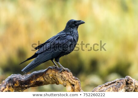 Stock foto: Common Raven