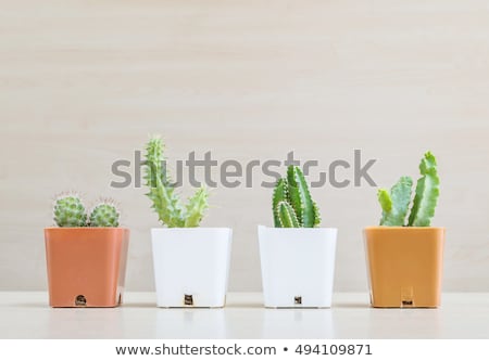 ストックフォト: Set With Four Potted Plants