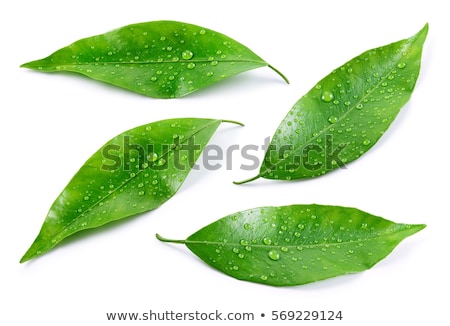 Сток-фото: Orange With Green Leaf Isolated On White