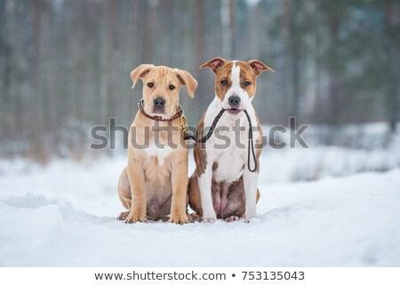 Foto d'archivio: Dog Sitting At Snow