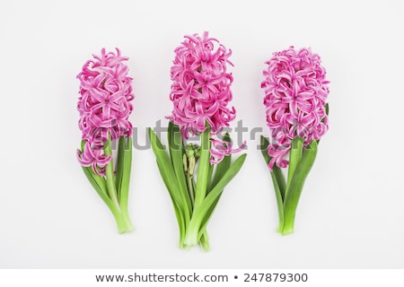 Foto stock: Pink Hyacinth Flower