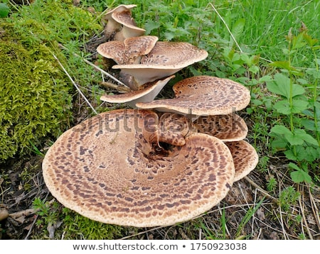 Stock photo: Dryad