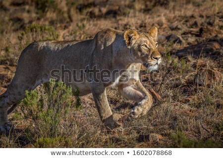 Stock fotó: Lioness Stalking