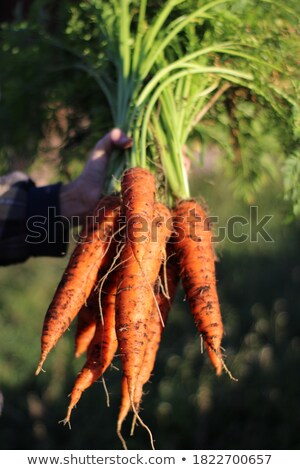 Stock photo: Photograph Of Carrots Pulled From Garden