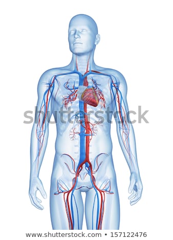 Foto stock: 3d Rendered Illustration - Vascular System