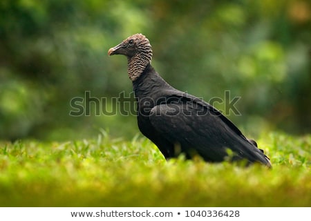 Stock photo: Black Vulture Coragyps Atratus