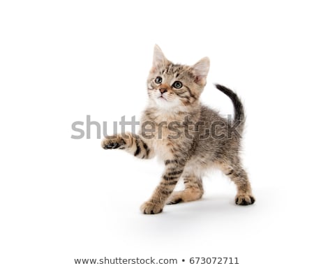 Foto stock: Kitten On A White Background