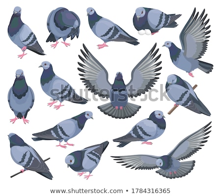 Foto stock: Pigeons And Doves